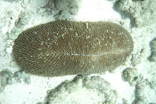 Ctenactis echinata observed 2025-01-25