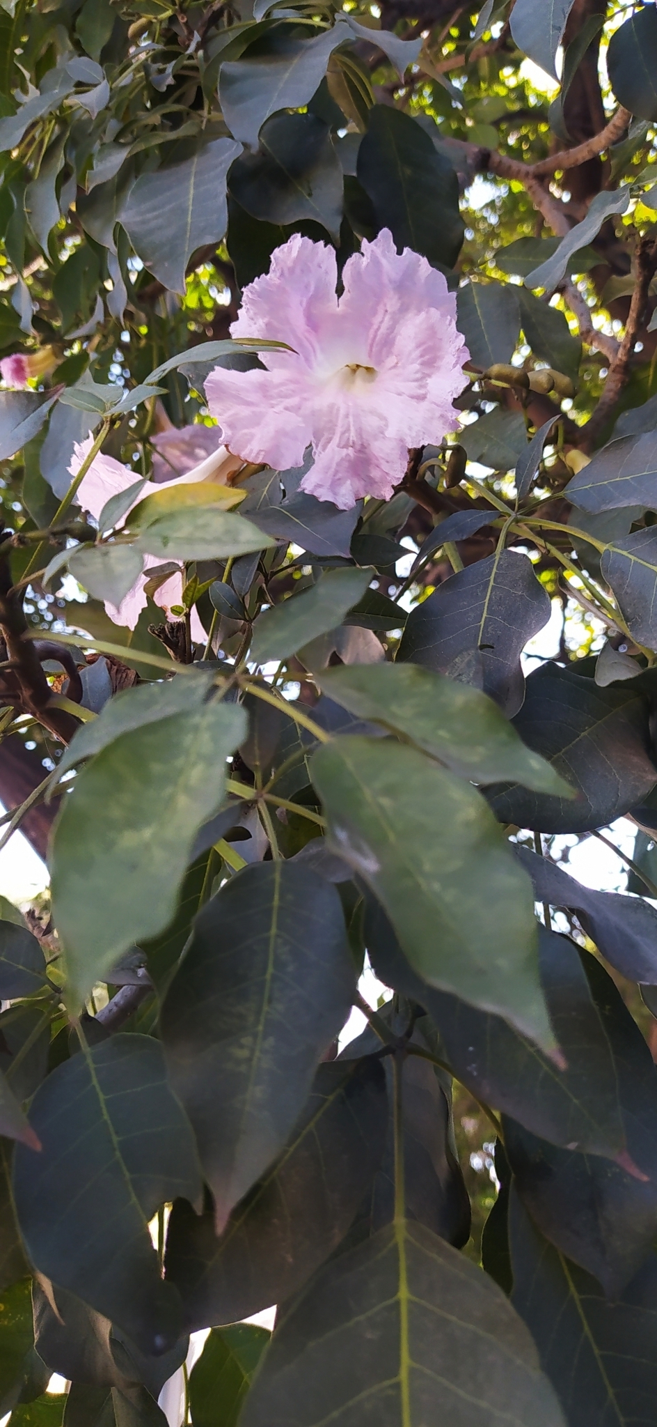 Imagem de Ipê Rosa