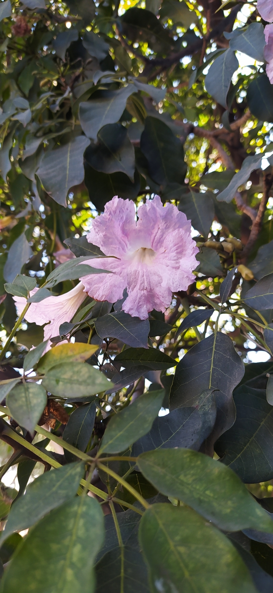 Imagem de Ipê Rosa