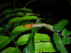 Gonatodes concinnatus