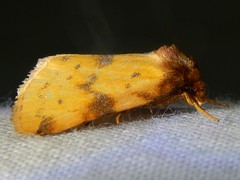 Azenia obtusa