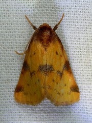Azenia obtusa