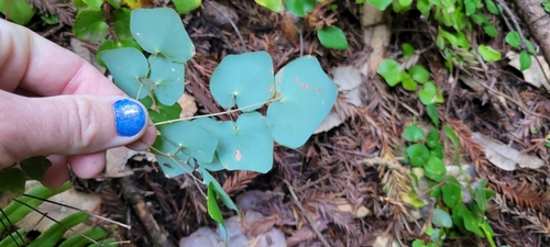 Image of Vancouveria planipetala by no rights reserved