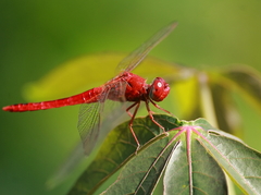 Crocothemis servilia