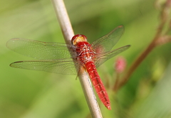 Crocothemis servilia