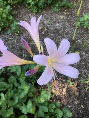 Lycoris squamigera