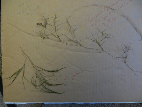 fineleaf pondweed (Stuckenia filiformis)