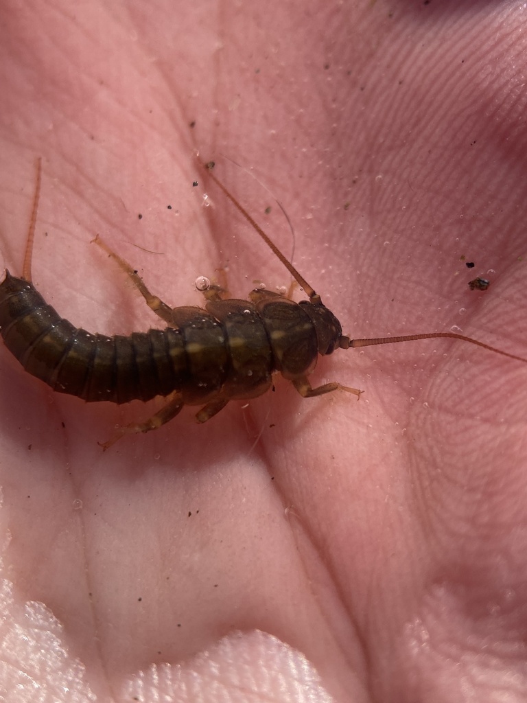 Pteronarcella