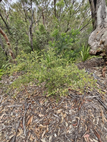 Image of Grevillea mucronulata by (c) ronavery, some rights reserved (CC BY)