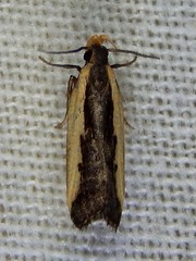 Dichomeris serrativittella