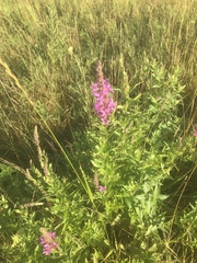 Lythrum salicaria