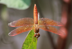 Brachythemis contaminata