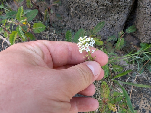 Lobularia maritima observed 2025-01-25