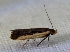 Dichomeris serrativittella