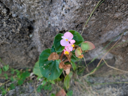 Begonia cucullata observed 2025-01-25