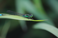 Ischnura senegalensis