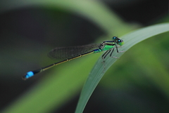 Ischnura senegalensis