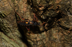 Acanthaspis immodesta