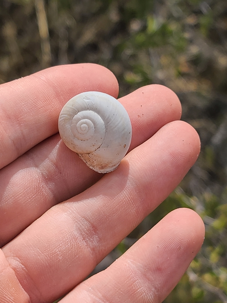 Tortolita talussnail