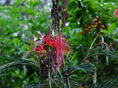 Calliandra houstoniana calothyrsus