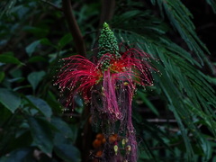 Calliandra houstoniana calothyrsus