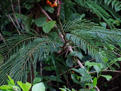 Calliandra houstoniana calothyrsus
