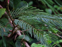 Calliandra houstoniana calothyrsus