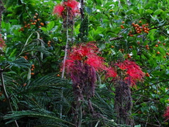 Calliandra houstoniana calothyrsus