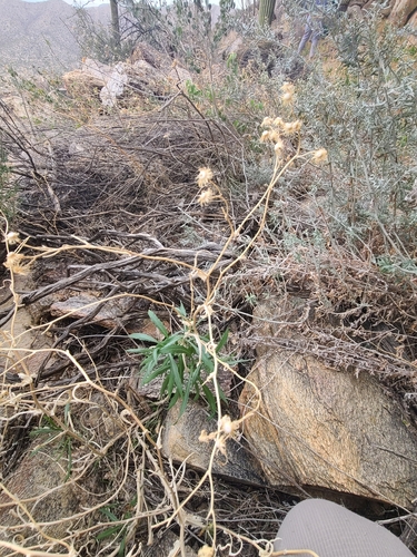 Image of Lemmon's Ragwort (Senecio lemmonii) by no rights reserved