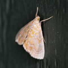 Glaphyria glaphyralis