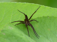 Dolomedes striatus