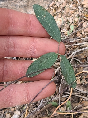 Image of Galactia wrightii by no rights reserved