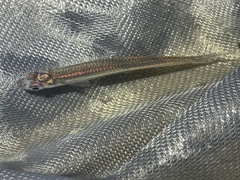 Waccamaw Silverside photo 1
