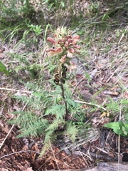 Pedicularis procera