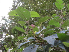 Callicarpa tomentosa