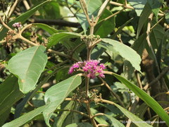 Callicarpa tomentosa