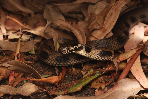 Stephens' Banded Snake sighting