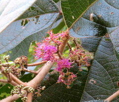 Callicarpa tomentosa