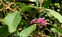 Callicarpa tomentosa
