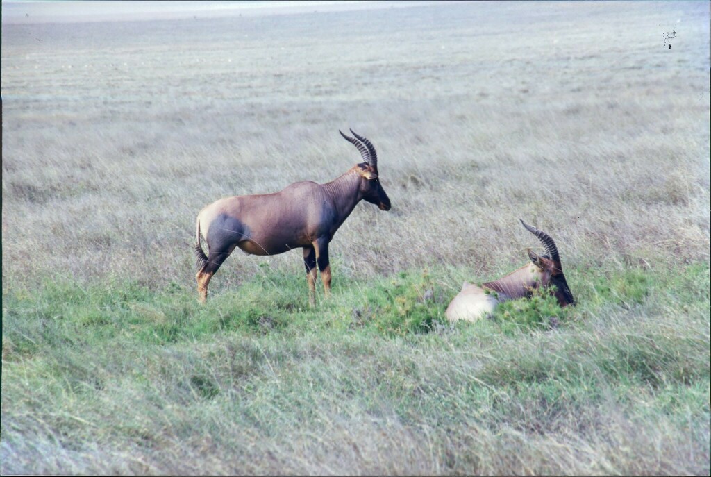 Damaliscus lunatus jimela, Serengeti National Park, Tanzania, by greenjay6