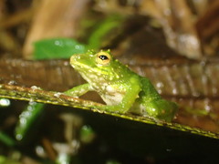 Pristimantis inusitatus