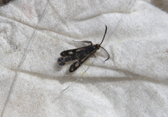 Chamaesphecia empiformis