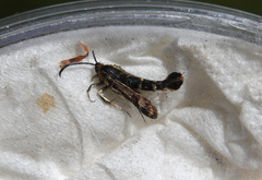 Chamaesphecia empiformis