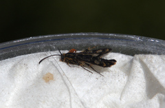 Chamaesphecia empiformis