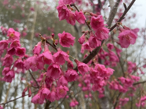 Foto de Cerejeira-do-japão