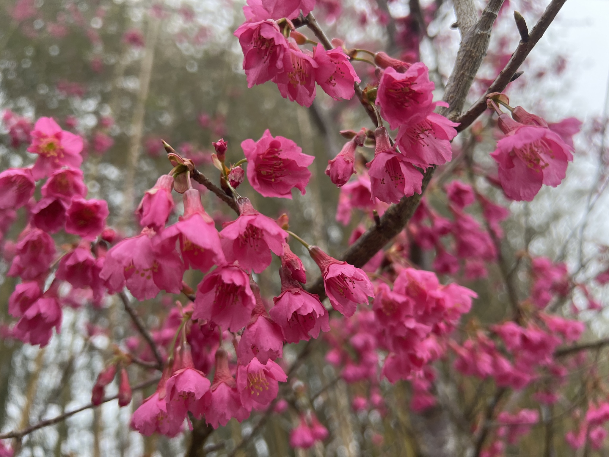 Imagem de Cerejeira-do-japão