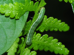 Callopistria japonibia