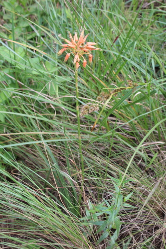 Aloe cooperi, photograph 3