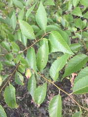 Ulmus pumila
