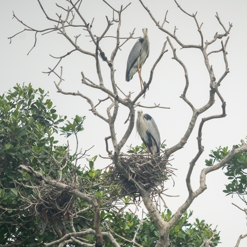 Grey Heron